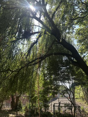 Large residential tree canopy being assessed for trimming