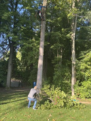 Tree climber and ground professional coordinating a residential tree removal