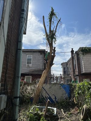 Tree-care professional working on a large trunk in a narrow urban yard
